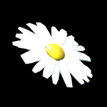 Flower - Daisy